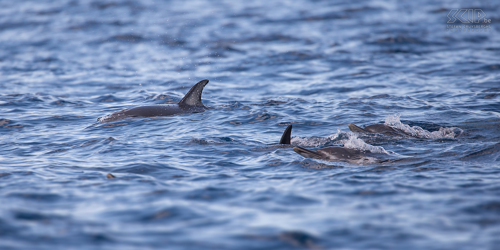 Gewone dolfijnen We maakten ook een tocht op zee om walvissen en dolfijnen te spotten. Walvissen kregen we spijtig genoeg niet te zien, welk enkele grote groepen gewone dolfijnen.<br />
 Stefan Cruysberghs